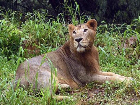 Normally we bring our extended family of lovable animals to events like birthday parties, educational events and fairs. Soon, a database of all zoo animals across the country ...