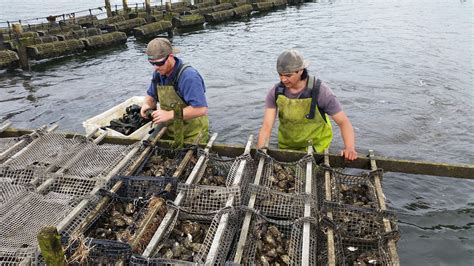 Scientists Working With Oyster Farmers To Tackle Poms This Summer