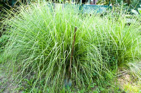 Why Use Vetiver · Erosion Qld