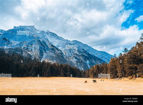Yulong Snow Mountain Hi Res Stock Photography And Images Alamy