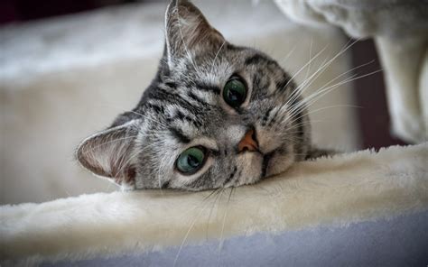 An isolated incident of cat vomiting is often not a significant concern for veterinarian but should be mentioned at your next visit. Why Is My Cat Throwing Up? - Creston Veterinary Hospital
