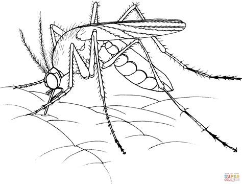 Mosquito coloring page to color, print or download. Realistic Mosquito coloring page | Free Printable Coloring ...