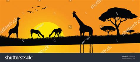 Family Of Giraffes Playing By The River Stock Vector Illustration