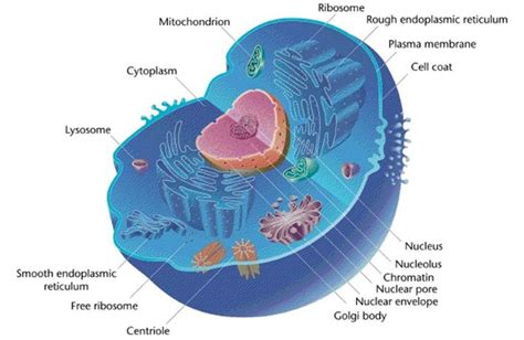 Job descriptions include tasks, interests, values, abilities, knowledge, work activities and salaries. Animal Cell - Structure, Function and Types of Animal Cell