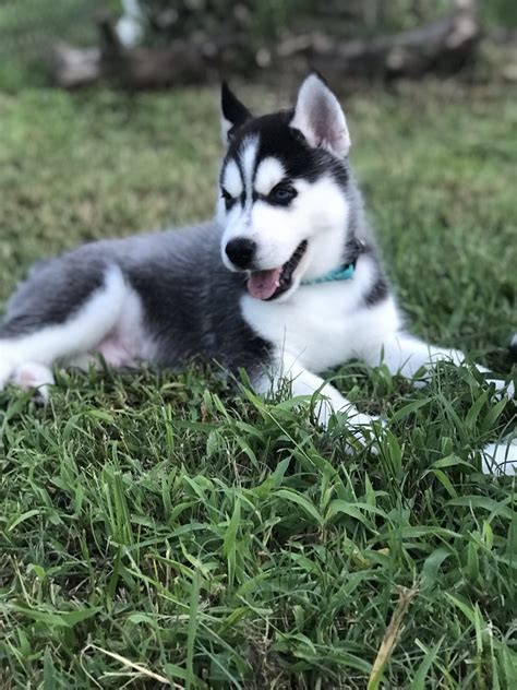 The best huskies come from ethical breeders. Siberian Husky Puppies For Sale | Zephyrhills, FL #304065