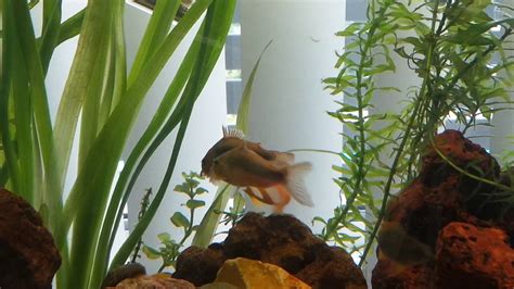 Corydora Laying Eggs Between Her Ventral Fins Youtube