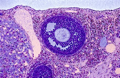 Ovarian Follicle Light Micrograph Stock Image P6160516 Science
