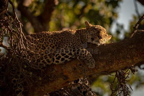 Leopard Asleep On A Tree Stock Photo Image Of Mouth 198357860