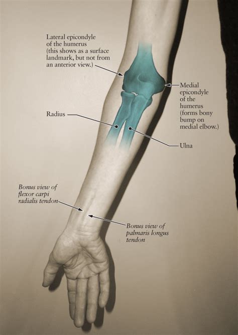 Anatomy Of The Elbow Joint Posterior Elbow View And Anterior Elbow My