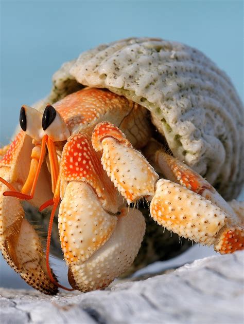 Hermit Crabs Mating