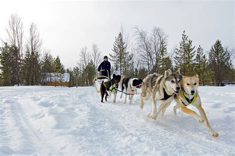 Hetta Huskies Husky Tours In Enontekio Lappland Finland Heyhusky