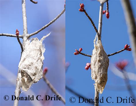 Finding A Cecropia Cocoon The Michigan Nature Guys Blog