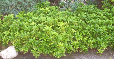 Pachysandra Ground Cover Ground Cover Plants Cover Plants
