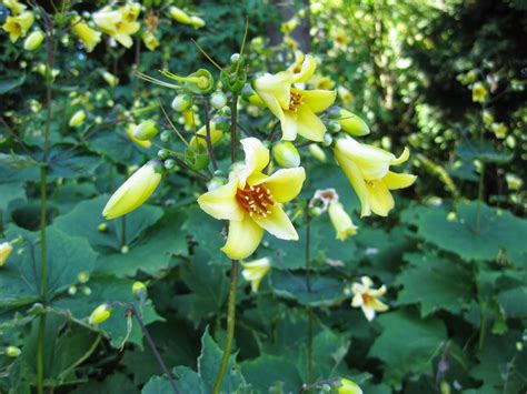 Rotary Botanical Gardens Hort Blog Yellow Waxy Bells