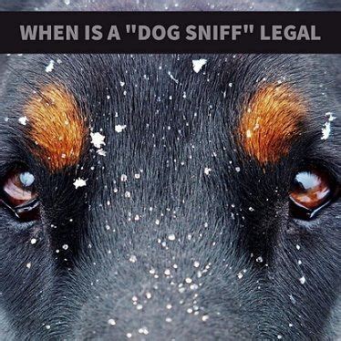 Dogs nip each other to play, to test their strength and to show learn how to stop aggressive puppy biting—interrupt and redirect his attention to an appropriate chew toy any time he bites at your hands during play or petting. Dallas Drug Defense Attorney Explains When a Dog Sniff ...