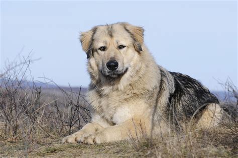 Caucasian Shepherd Dog Breed Characteristics And Care