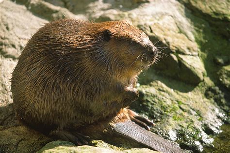 Den dill fein schneiden, die petersilienblätter abzupfen. Tiere & Pflanzen | Flüssevision