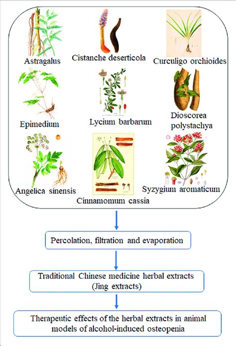 traditional chinese medicine herbal extracts jing extracts and download scientific diagram