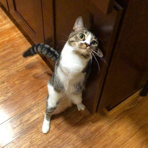 Adorable Two Legged Kitten Hops Her Way Into Her Forever Home