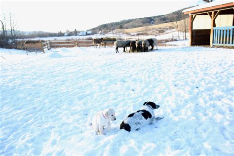 Snow Dog Farm Dog Bedlam Farm