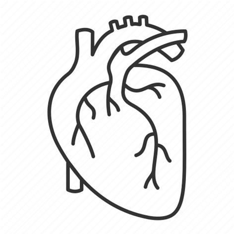 Cardio Cardiology Cardiovascular Circulatory Heart Organ Vascular