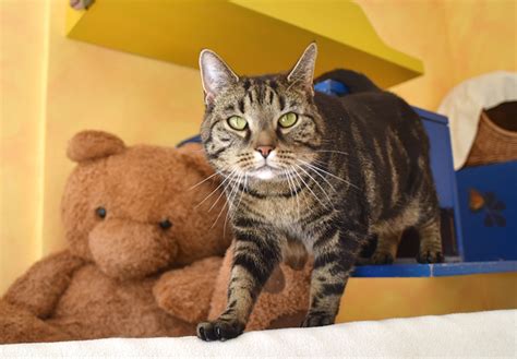 Nachdichtung aus dem russischen von martin remané marschak, samuil, gürtzig, erich on amazon.com. Katzenhaus - Tierpension Bettina Kersebohm in Lünen bei ...