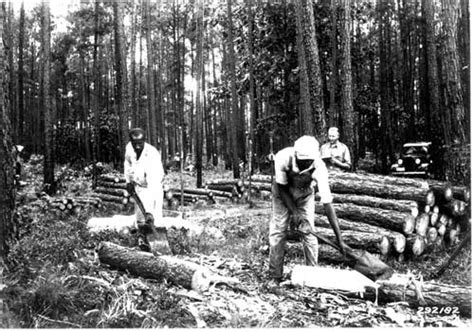 Peasants Farmers And Deforestation In Colonial Period