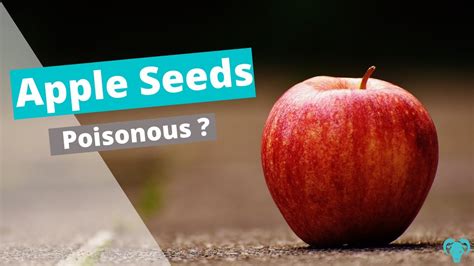 Are Apple Seeds Poisonous Youtube