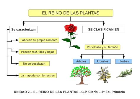 Esquema 1 El Reino De Las Plantas By Edita Sueiras Issuu
