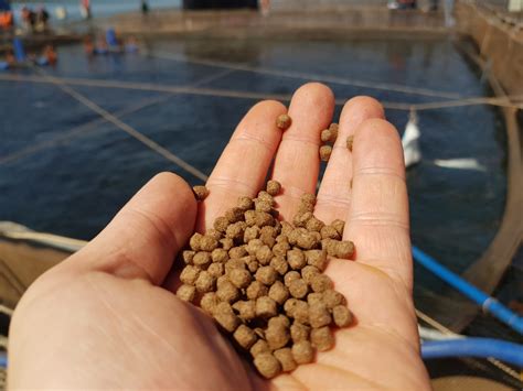 Aquaculture Feeds Of The Future The New Ingredients Thatll Help Meet