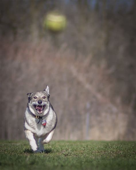 How To Take Better Action Photos Of Dogs