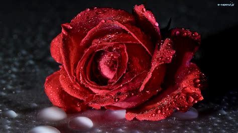 Czerwona Róża Krople Woda