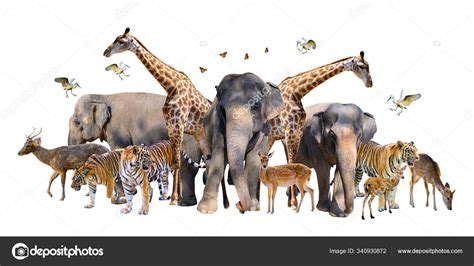 Group Wildlife Deer Elephants Giraffes Other Wild Animals Grouping