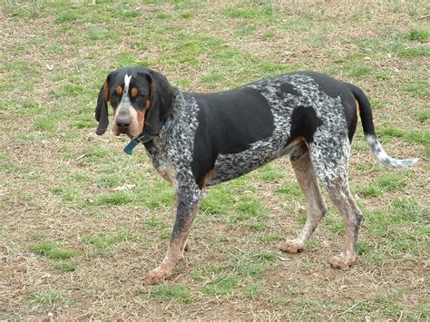 Bluetick Coonhound Raza De Perros Dog Breeds Pinterest Bluetick
