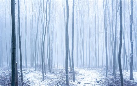 Download Wallpaper 3840x2400 Forest Snow Fog Trees Winter 4k Ultra