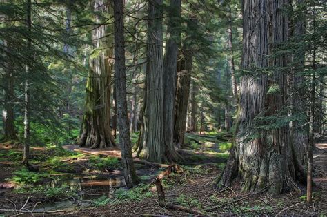 Fertilize the ground around the tree in the spring months before new growth begins. Ross Creek Old-growth Cedar Trees Photograph by Daniel ...