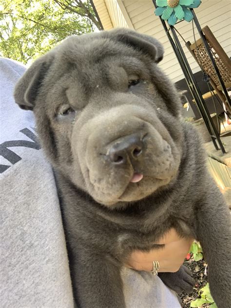 Chinese Shar Pei Puppies For Sale Cincinnati Oh 332515