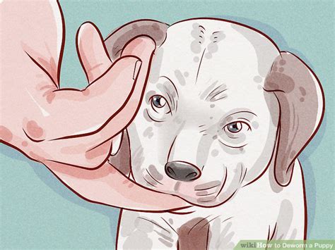 How often to deworm dogs? How to Deworm a Puppy: 13 Steps (with Pictures) - wikiHow