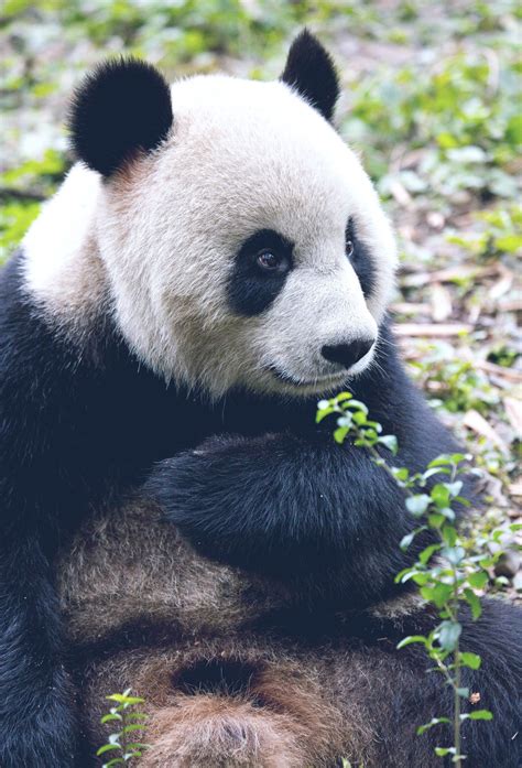 A Success Story The Giant Panda Is Officially No Longer Endangered Due