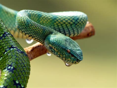 Green Viper Stock Photo Image Of Predator Scales Serpent 22109896