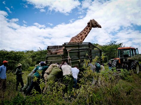Conservation Volunteer Work In Kenya Projects Abroad