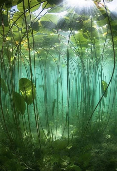 Underwater Plants Underwater Art Underwater River Underwater
