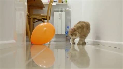 Siberian Cat Vs Balloon Funny Cat Youtube