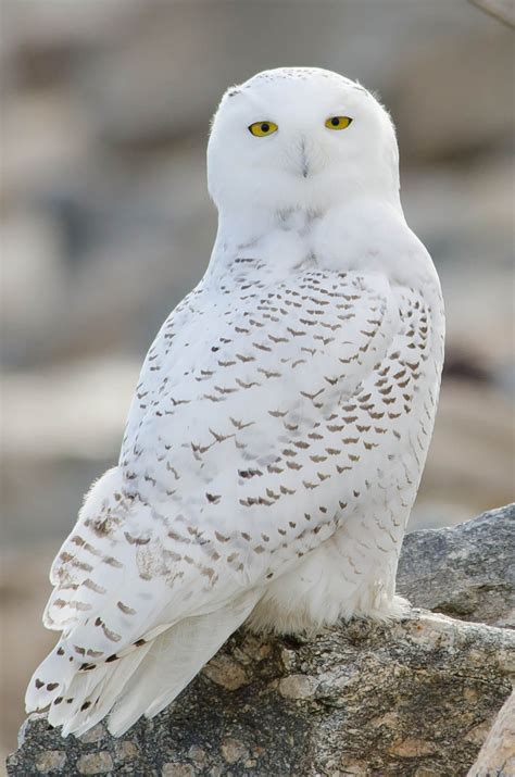 Snowy Owl Connecticut Audubon Society Photo By Twan Leenders Owl
