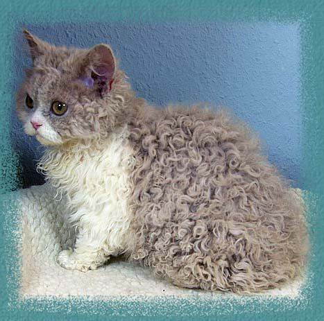 Curly coats come from a rare genetic mutation that causes changes in the way individual hairs and hair groups behave. Russia - yesterday, today and tomorrow: Russian cats ...