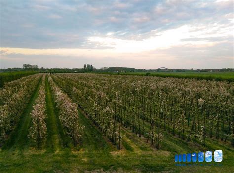 It has a land area of approximately 1,485 square kilometres (573 sq mi). Orchard in IJsselstein, Netherlands • • • • • #aerial # ...