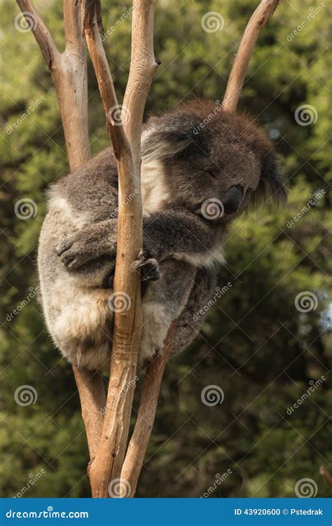 Koala Sleeping On Tree Stock Photo Image Of Koala Tired 43920600