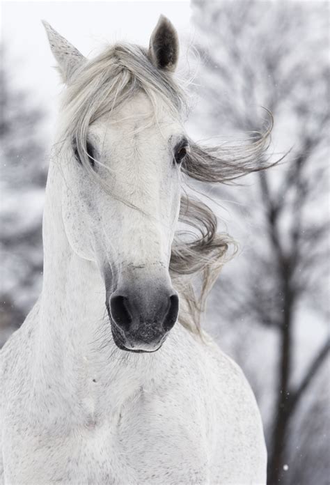 Picture of the horses on the prairie. 26 Beautiful Horse Pictures
