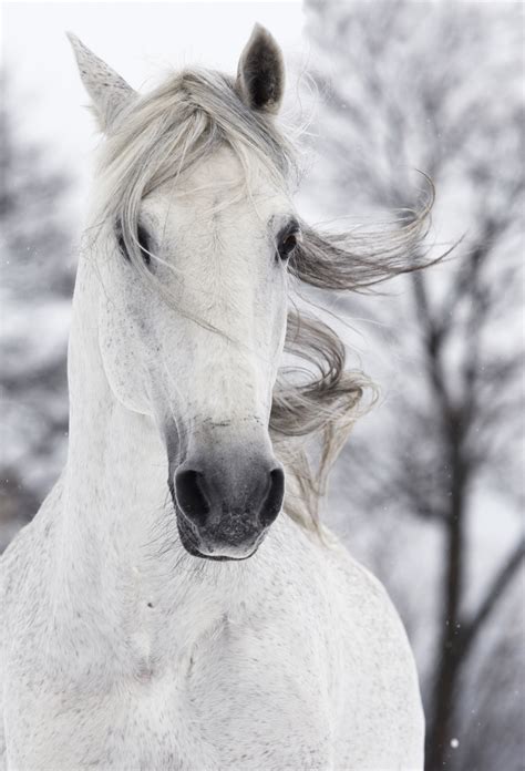 This is serious stable style. 26 Beautiful Horse Pictures