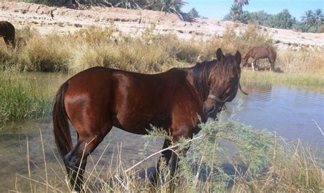 images  barbsberbermoroccan horses  pinterest spanish  bahamas  preserve